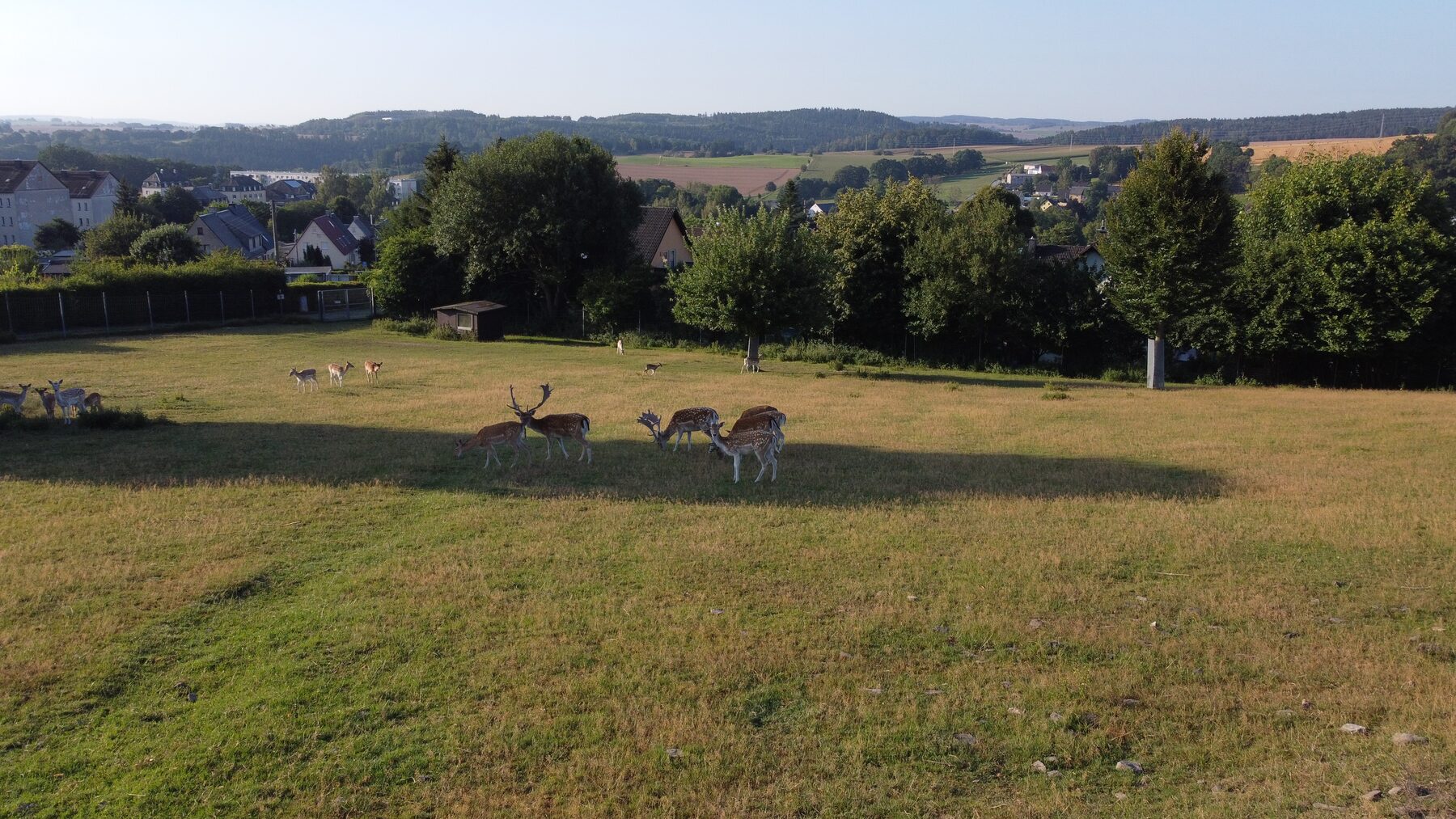 Damwild im Wildgehege am Kegelsberg in Gelenau